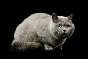 Studio shot of a lovely british cat photo