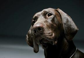 Portrait of an adorable Deutsch Kurzhaar looking curiously - isolated on grey background photo