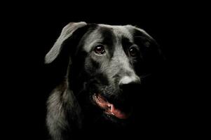 Portrait of an adorable mixed breed dog photo