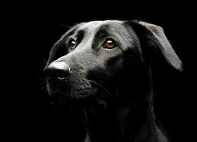 Mixed breed black dog portrait in a dark photostudio photo