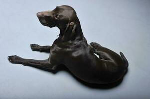 German pointer relax in a grey floor photo