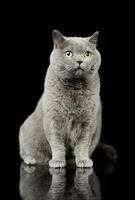 Studio shot of a lovely british cat photo