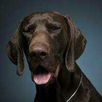 German pointer portrait in a dark photostudio photo