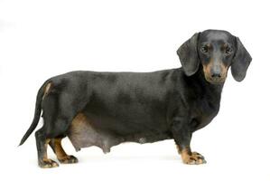 Dachshund standard in white studio photo