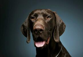 Portrait of an adorable Deutsch Kurzhaar looking curiously at the camera - isolated on blue background photo