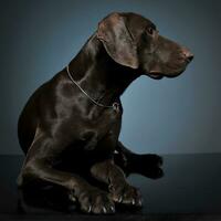 German pointer lying in a dark photo studio