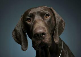 German pointer portrait in a dark photostudio photo