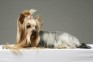 long hair yorshire terrier lying in a studio photo