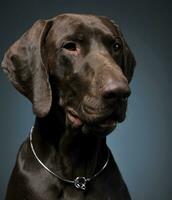 German pointer portrait in a dark photostudio photo