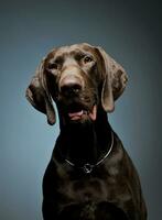 Portrait of an adorable Deutsch Kurzhaar looking curiously at the camera - isolated on blue background photo