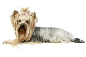 estudio Disparo de un adorable Yorkshire terrier yorkie foto