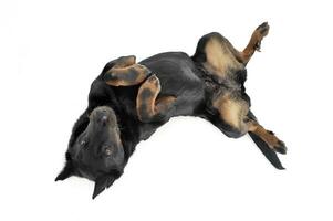 Lovely Beauceron lying on his back in a white photo studio background