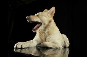 German shepherd lying in a dark studio photo