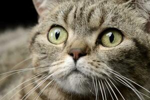 Portrait of an adorable tabby cat photo
