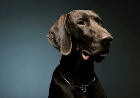 Portrait of an adorable Deutsch Kurzhaar looking curiously - isolated on blue background photo