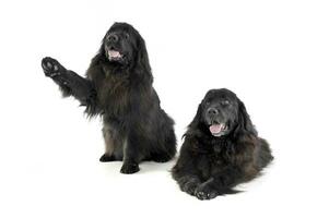 two Nice Newpoungland dog in a white photo studio background, hand up