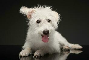 Studio shot of an adorable mixed breed dog photo