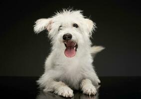 estudio Disparo de un adorable mezclado raza perro foto