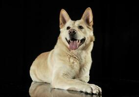 German shepherd lying in a dark studio photo