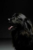 Nice Newpoungland dog portorait in a dark photo studio background
