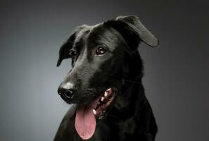 Portrait of an adorable mixed breed dog photo