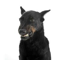 temeroso Beauceron parpadea dientes en un blanco foto estudio antecedentes