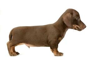 Puppy brown short hair dachshund standard in white studio photo