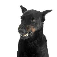 fearful Beauceron flashes  teeth in a white photo studio background