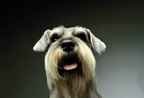 retrato de un adorable Schnauzer mirando curiosamente a el cámara foto