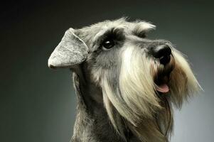 Portrait of an adorable Schnauzer looking up curiously photo