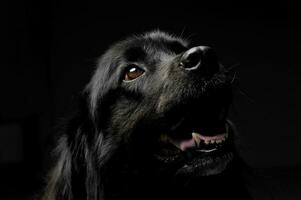 bonito nueva tierra perro retrato en un oscuro foto estudio antecedentes