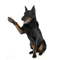 Lovely Beauceron give high five in a white photo studio background