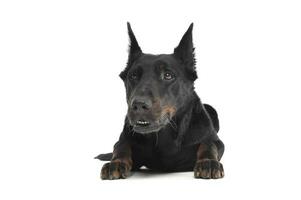 Lovely Beauceron relaxing in a white photo photo studio background