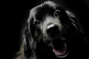 Nice Newpoungland dog portorait in a dark photo studio background