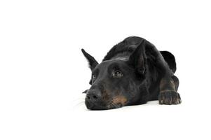 encantador Beauceron relajante en un blanco foto foto estudio antecedentes