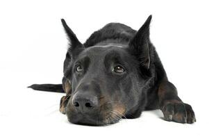 Lovely Beauceron relaxing in a white photo photo studio background