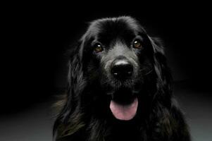 Nice Newpoungland dog portorait in a dark photo studio background