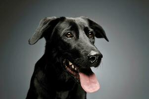 Portrait of an adorable mixed breed dog photo