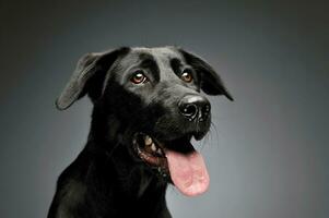 Portrait of an adorable mixed breed dog photo