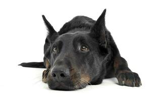 Lovely Beauceron relaxing in a white photo photo studio background