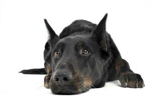 Lovely Beauceron relaxing in a white photo photo studio background