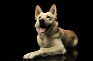 German shepherd lying in a dark studio photo