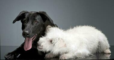 black and white mixed breed  dog playing in a dark photostudio photo