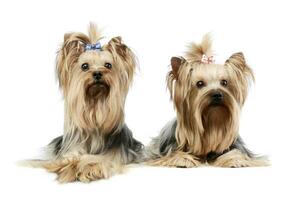 Studio shot of two adorable Yorkshire Terriers photo