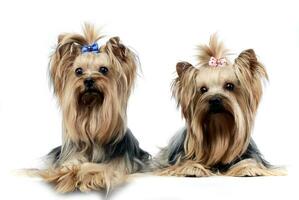 two sweet yorkshire terriers relaxing in a wehite studio photo