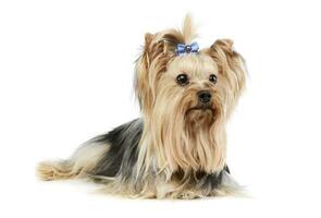 Studio shot of an adorable Yorkshire Terrier yorkie photo