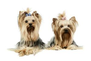 Studio shot of two adorable Yorkshire Terriers photo