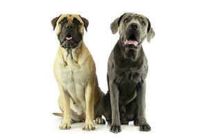 Studio shot of an adorable bull mastiff and a great dane photo