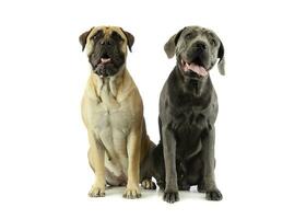 Studio shot of an adorable bull mastiff and a great dane photo