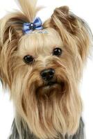 Portrait of an adorable Yorkshire Terrier yorkie photo